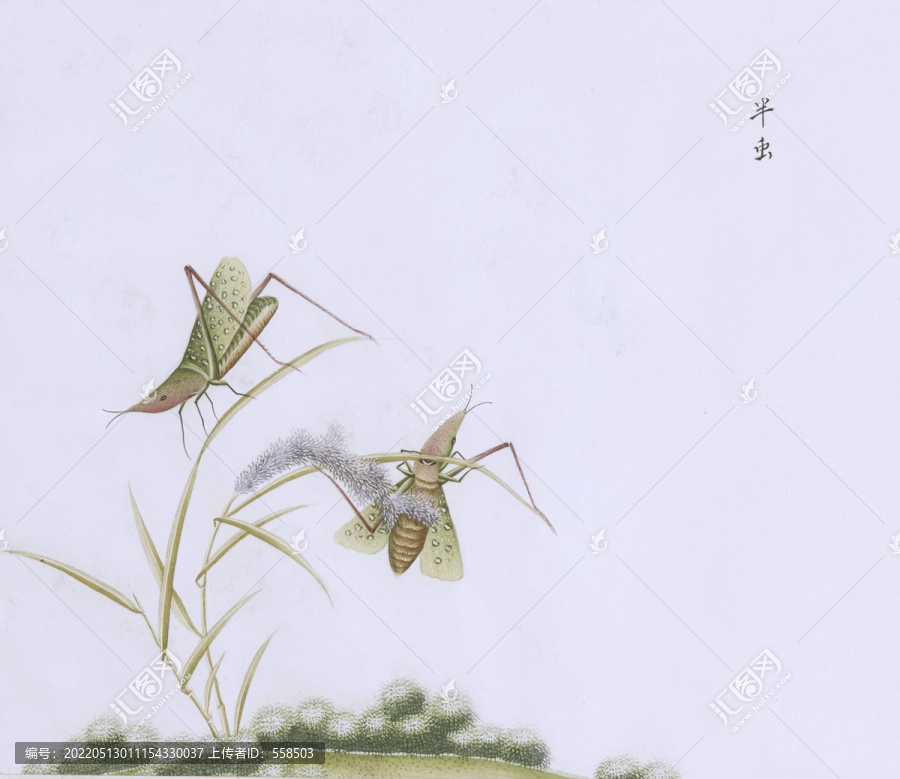 尖角大螞蚱蟲草國畫小品