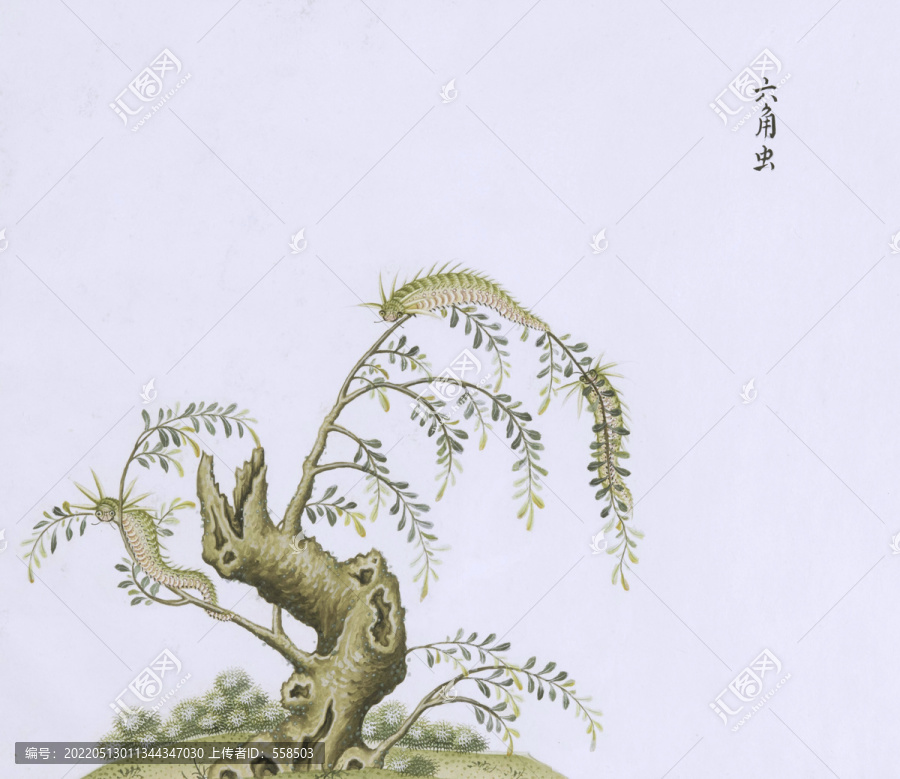 六角毛毛蟲(chóng)蟲(chóng)草國(guó)畫小品