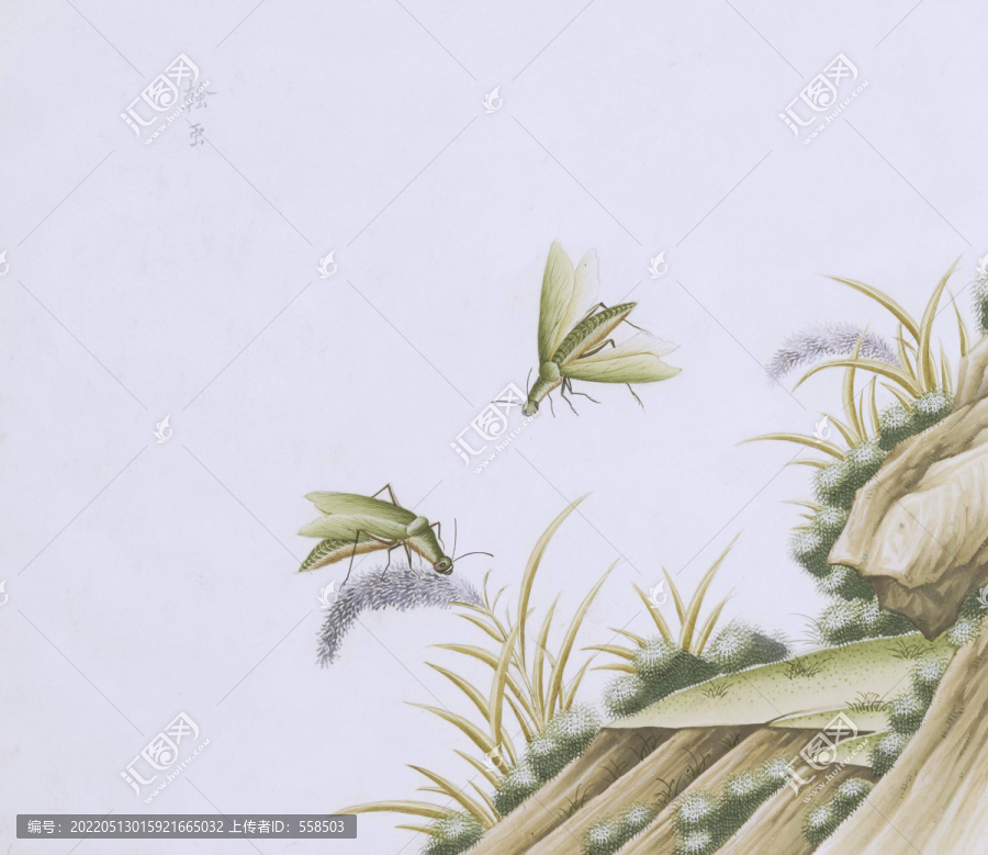 長飛蟲蟲草國畫小品