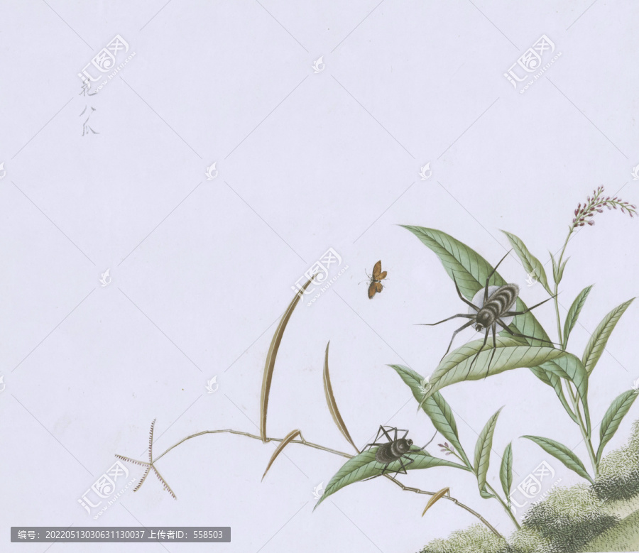 花八瓜蟲草國畫小品