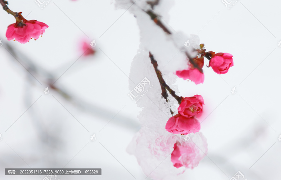 红梅傲雪