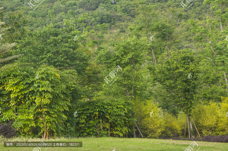 绿树森林风景