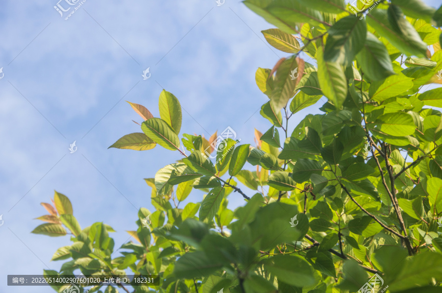 樱花树绿叶