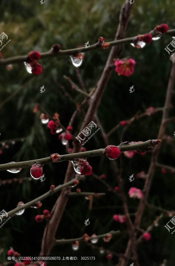 梅花结冰晶莹剔透