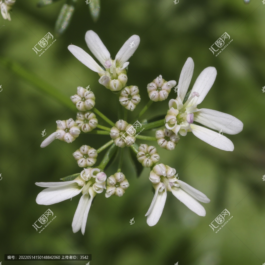 芫荽花