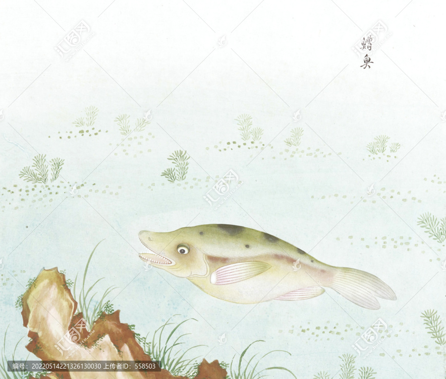 鰽鱼鱼国画海洋生物手绘