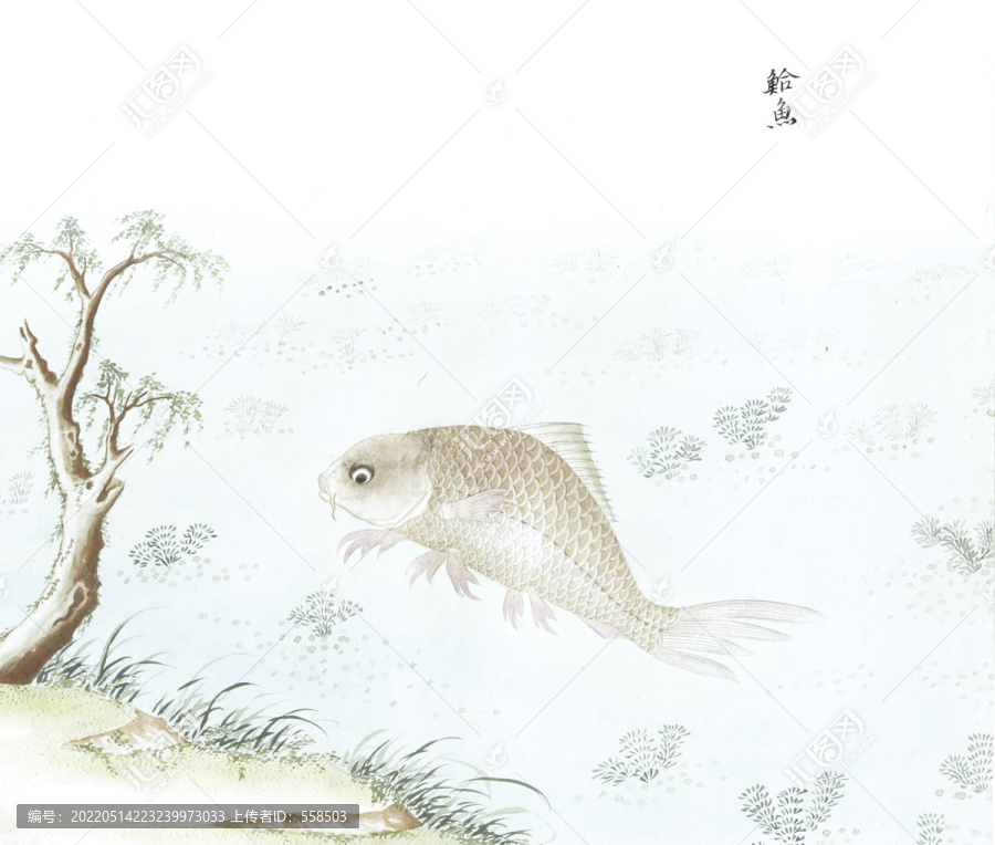 哈魚魚國畫海洋生物手繪