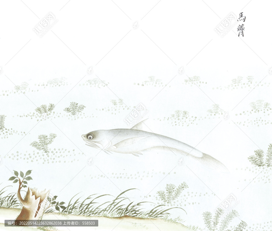 马刀鱼鱼国画海洋生物手绘