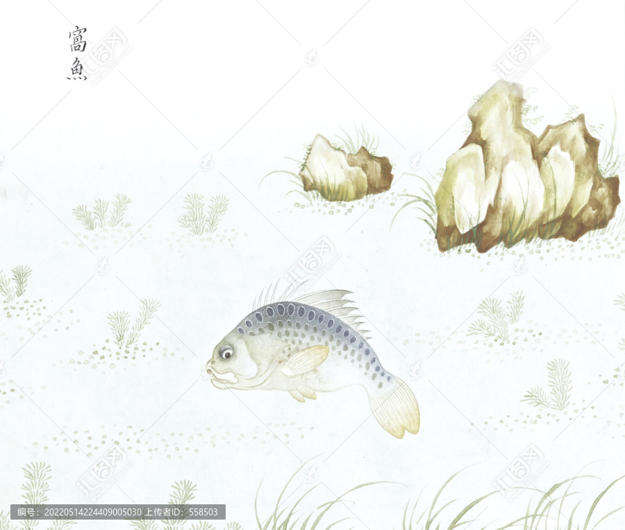 海鲈鱼鱼国画海洋生物手绘
