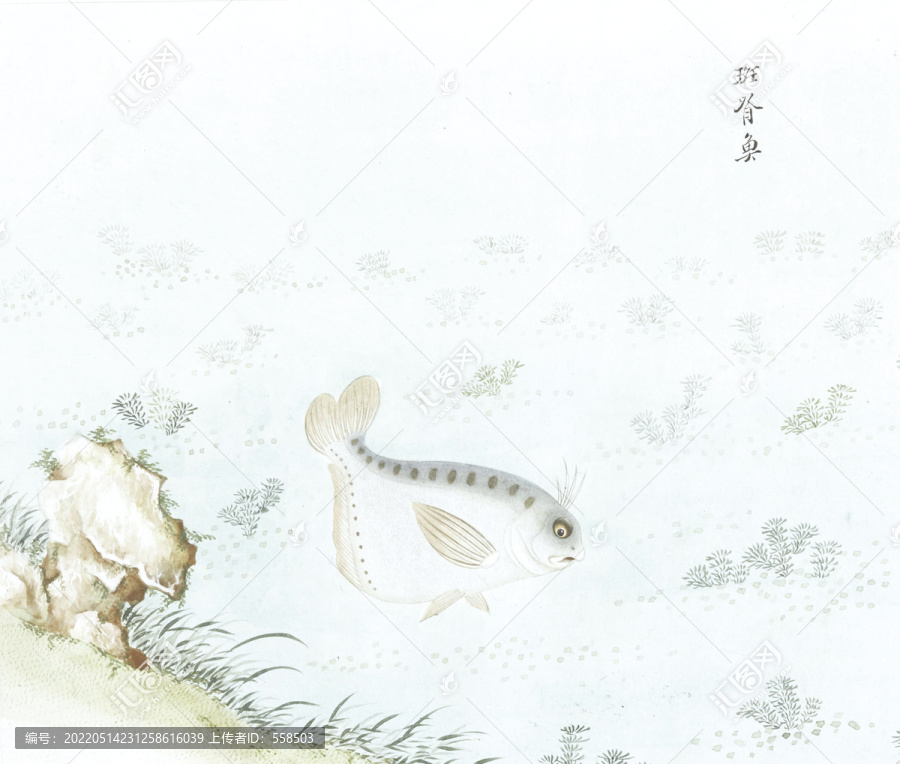 斑脊魚國畫魚海洋生物手繪