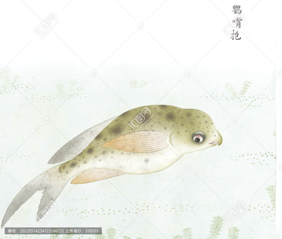 鸚嘴魚國(guó)畫魚海洋生物手繪