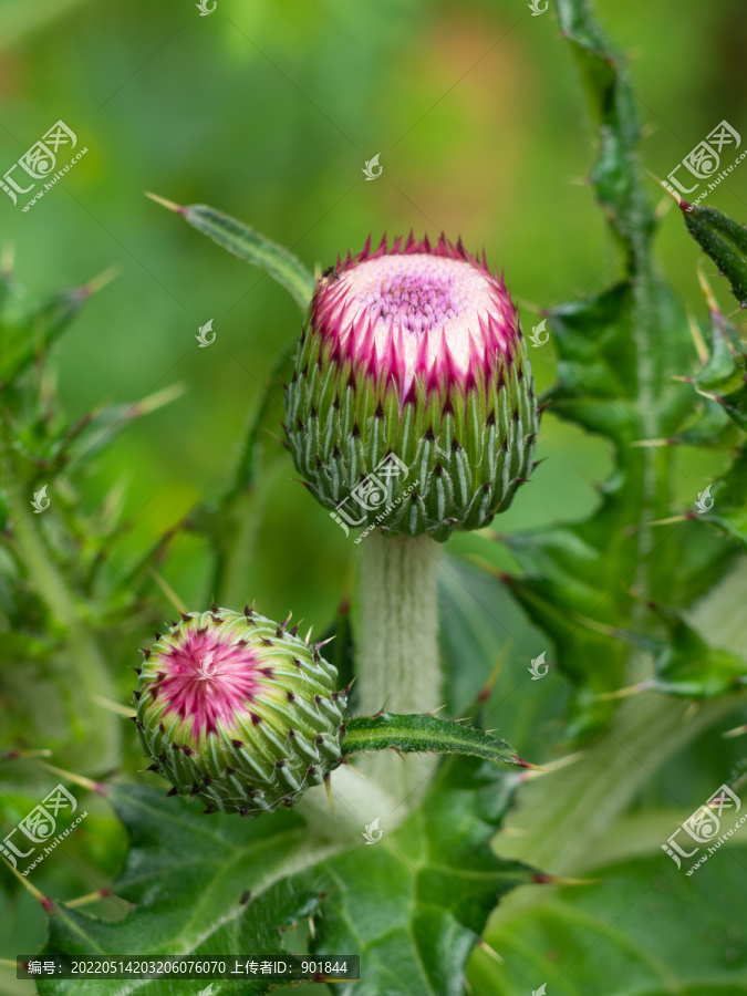 野生的菊科植物蓟