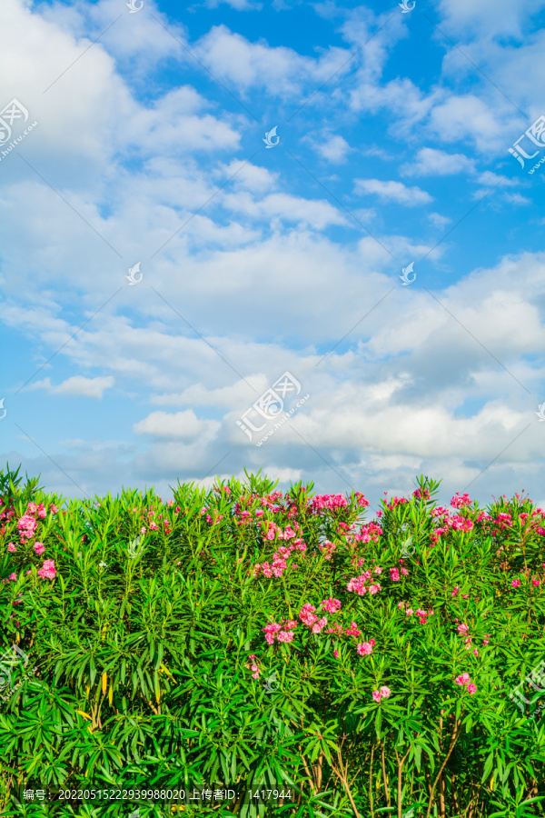 蓝天白云红花绿叶背景