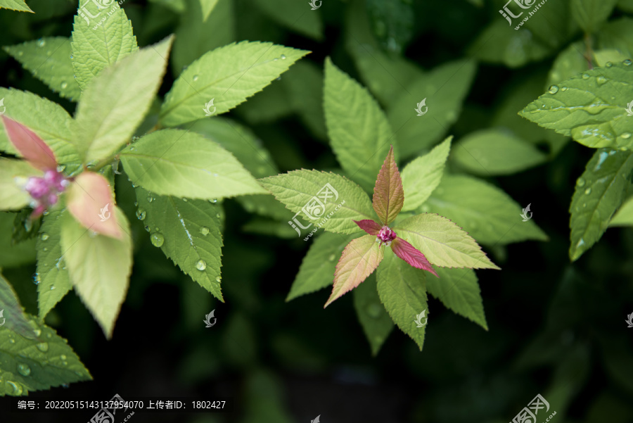 金山绣线菊