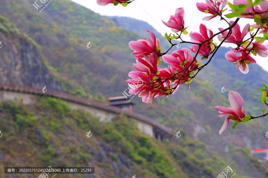 古栈道春花