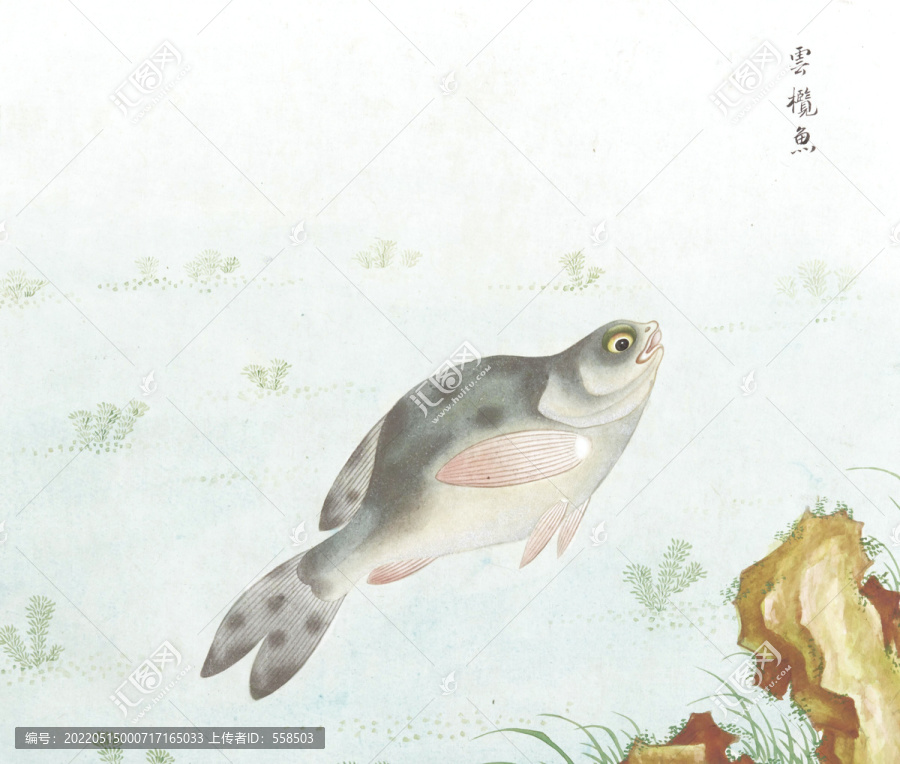 云欖魚國畫魚海洋生物手繪