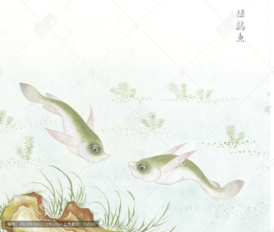绿鸡鱼国画鱼海洋生物手绘