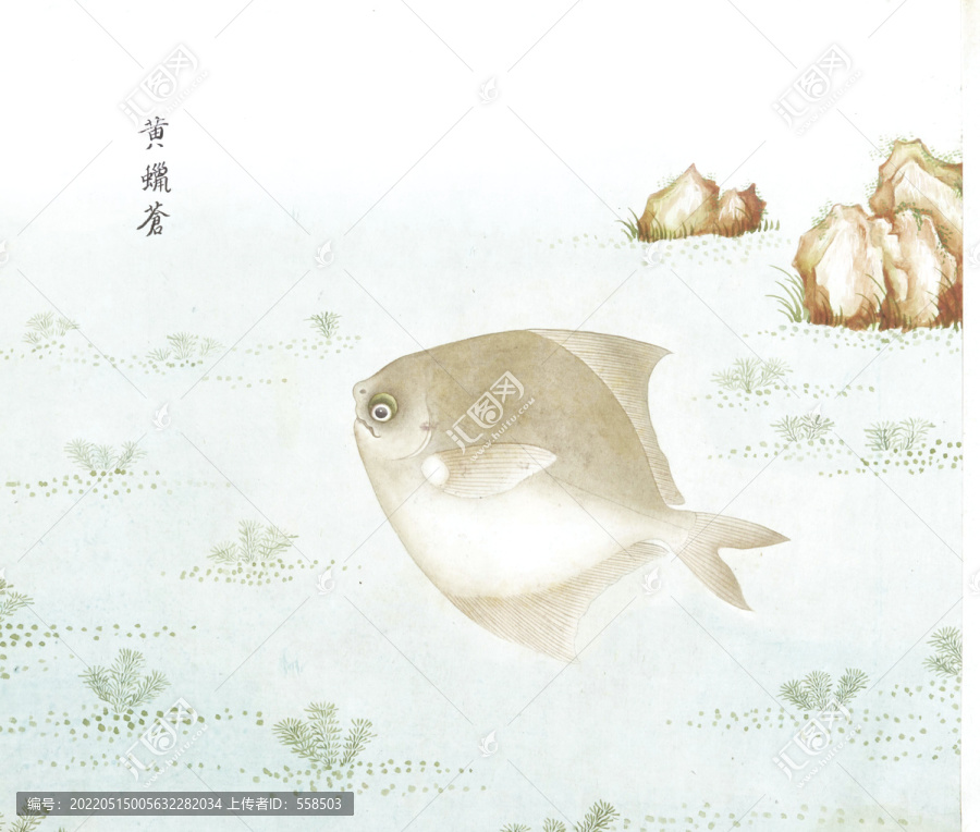 鯧魚國(guó)畫魚海洋生物手繪