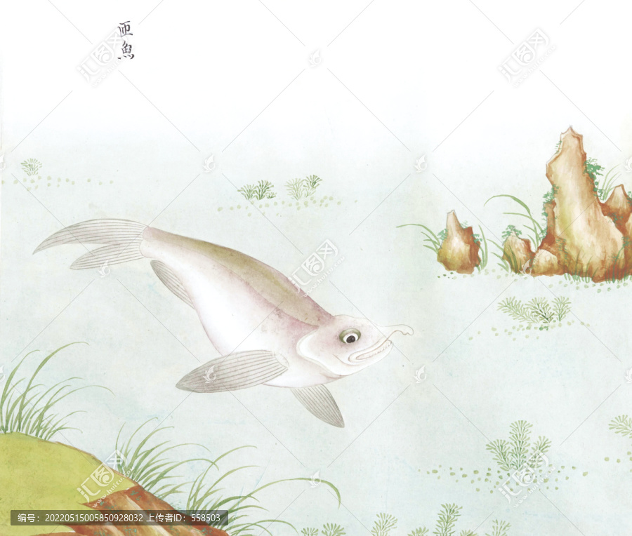 匝魚國畫魚海洋生物手繪