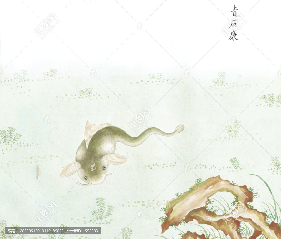 青石鯰國畫魚海洋生物手繪