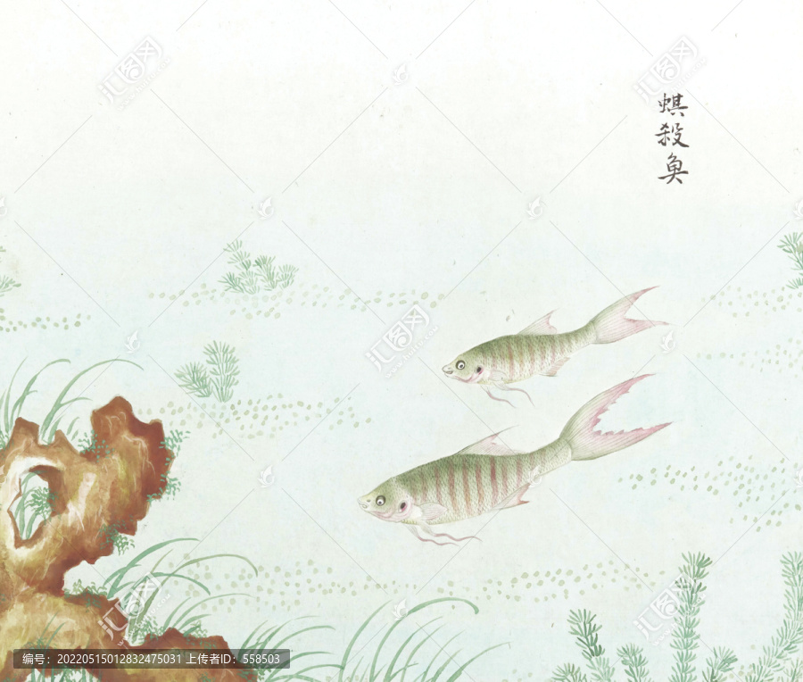国斗鱼国画鱼海洋生物手绘