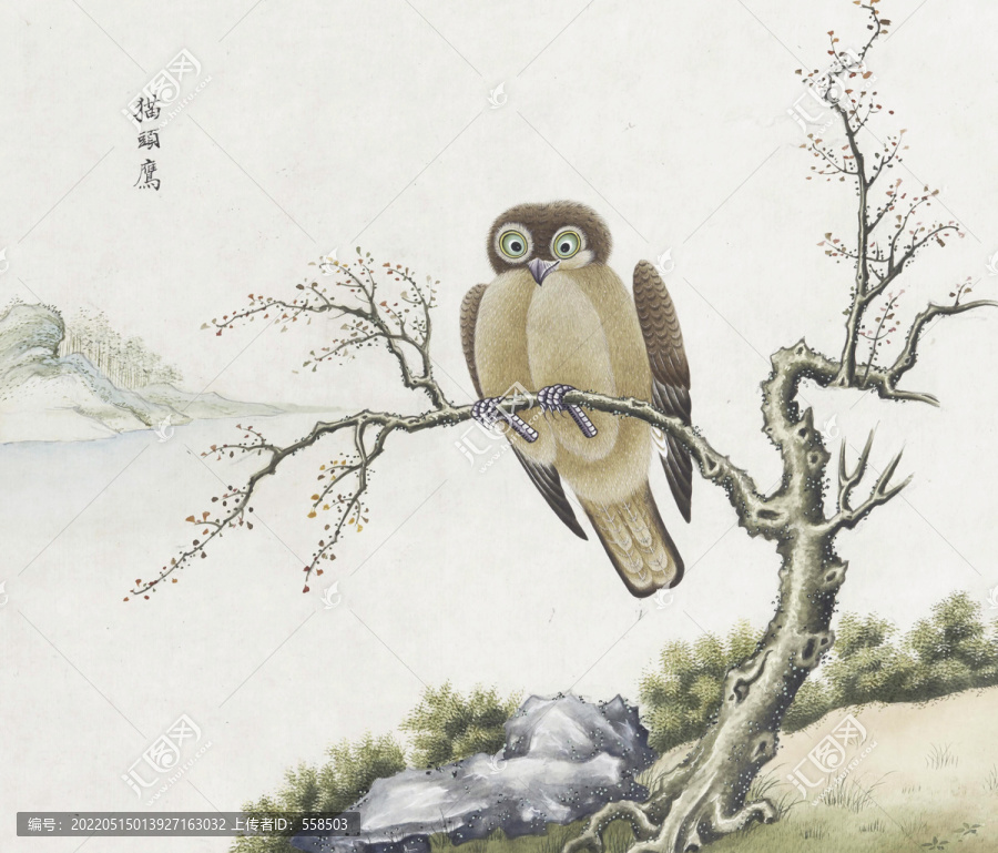 貓頭鷹花鳥國畫素材插畫