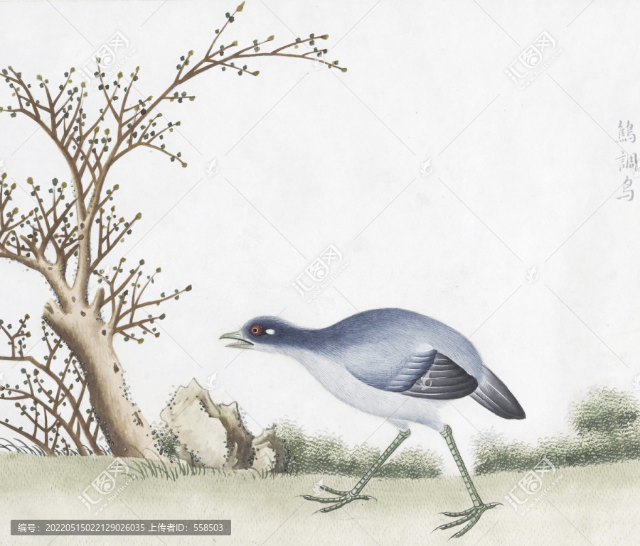 鷠調(diào)鳥(niǎo)花鳥(niǎo)國(guó)畫(huà)素材插畫(huà)