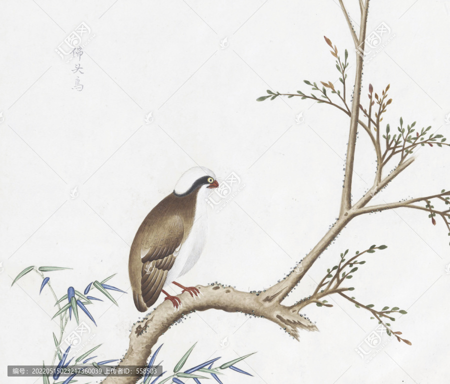 佛頭鳥花鳥國(guó)畫素材插畫
