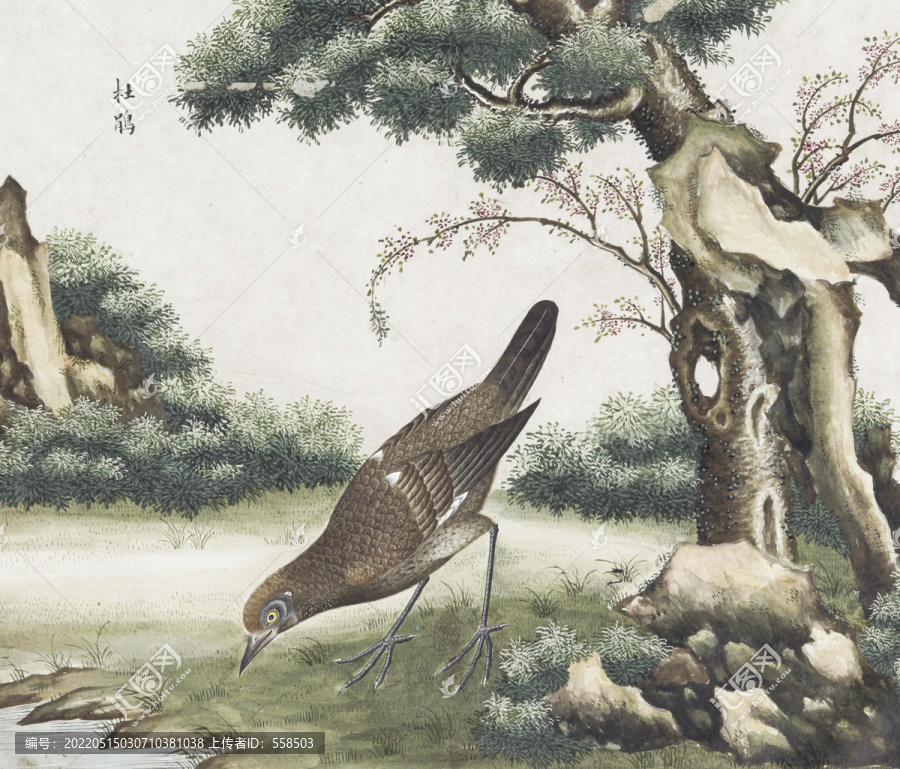 杜鵑花鳥國(guó)畫素材插畫