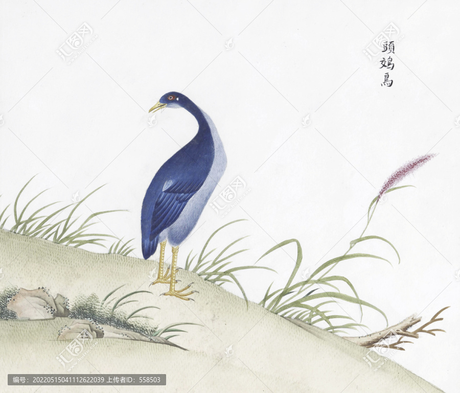 頭交鳥花鳥國畫素材插畫