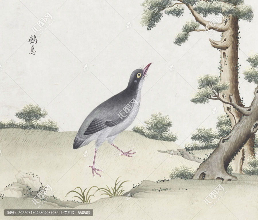 鷃鳥花鳥國畫素材插畫