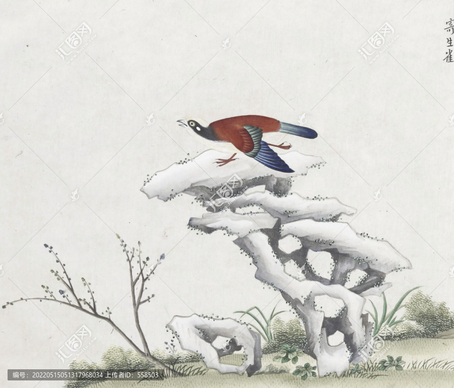 寄生雀花鳥國畫素材插畫