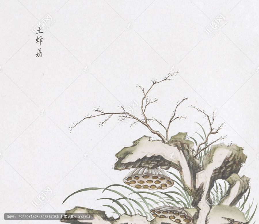 土蜂房中草藥國畫素材插畫國畫