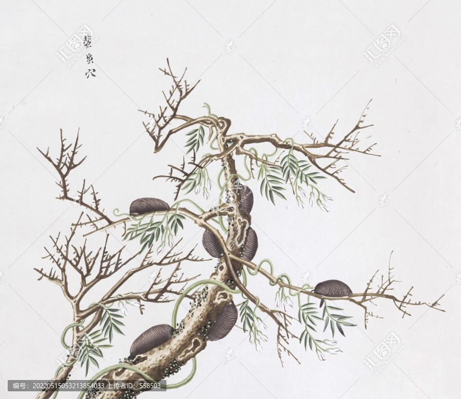 蜚蠊穴中草藥國(guó)畫(huà)素材插畫(huà)國(guó)畫(huà)