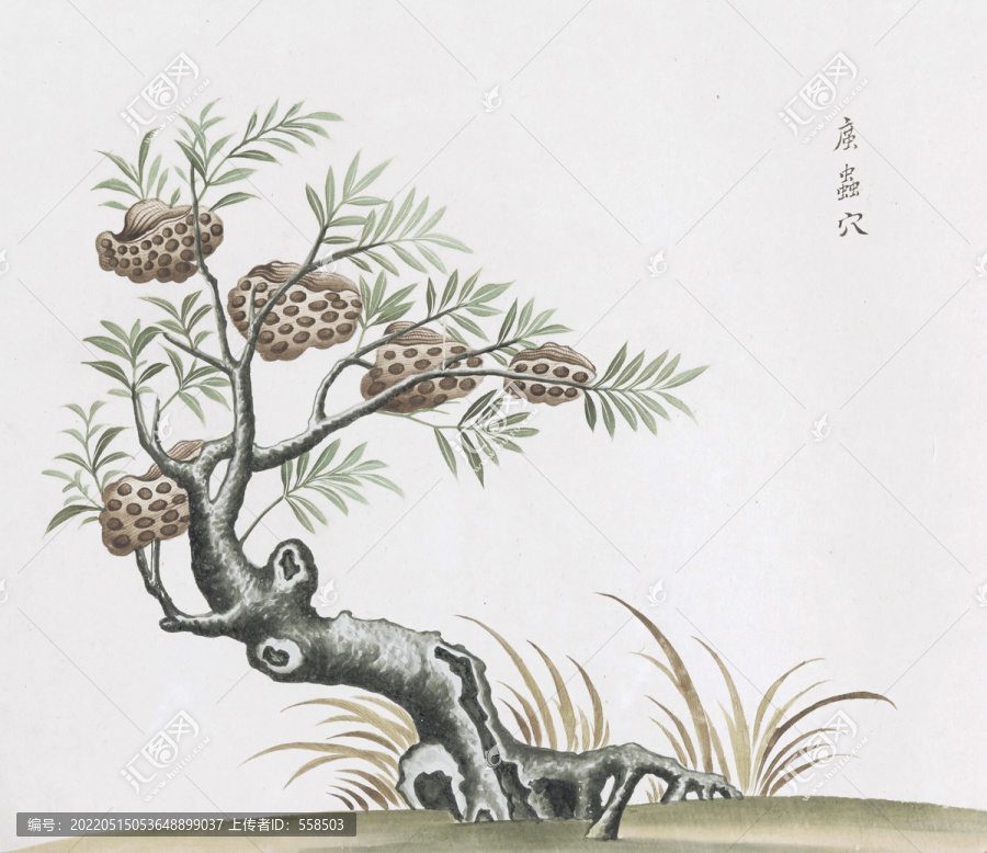 茧虫穴中草药国画素材插画国画