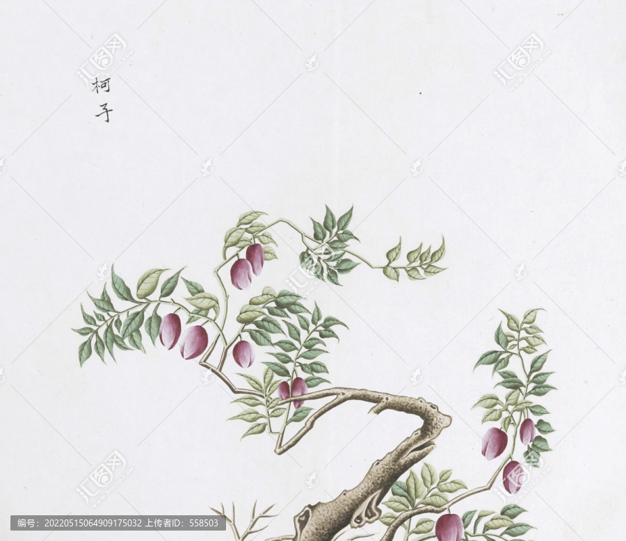 柯子中草藥國畫素材插畫國畫