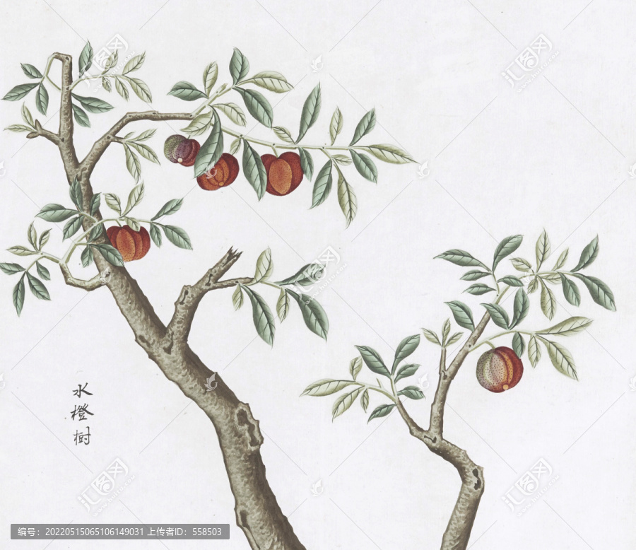 水橙樹中草藥國畫素材插畫國畫