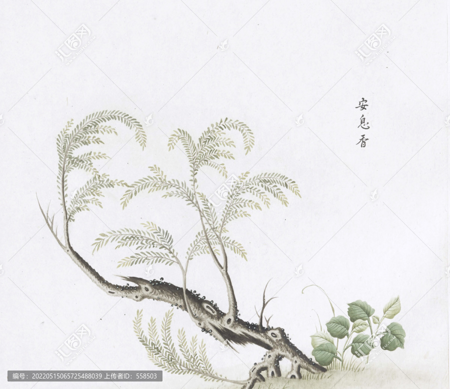 安息香中草药国画素材插画国画