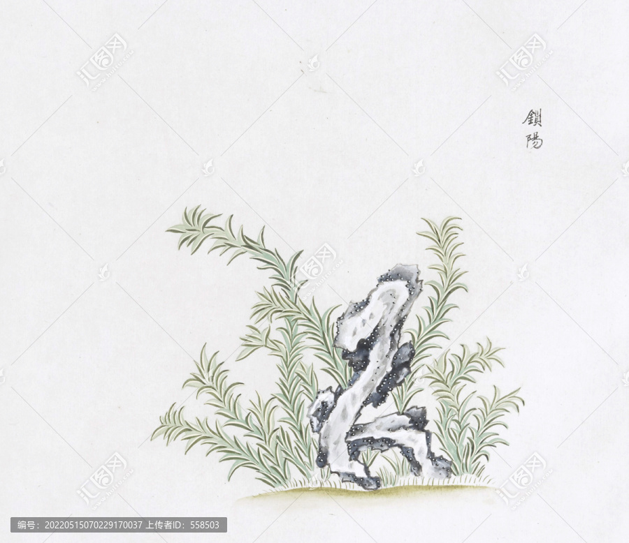 鎖陽(yáng)中草藥國(guó)畫素材插畫國(guó)畫