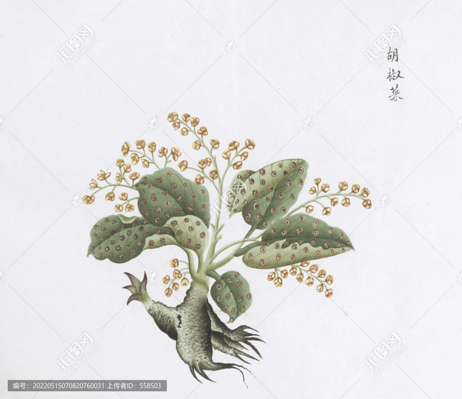 胡椒菜中草藥國畫素材插畫國畫