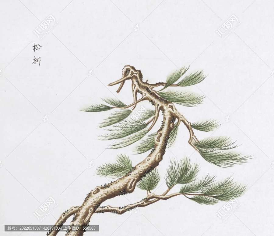 松柳中草藥國畫素材插畫國畫