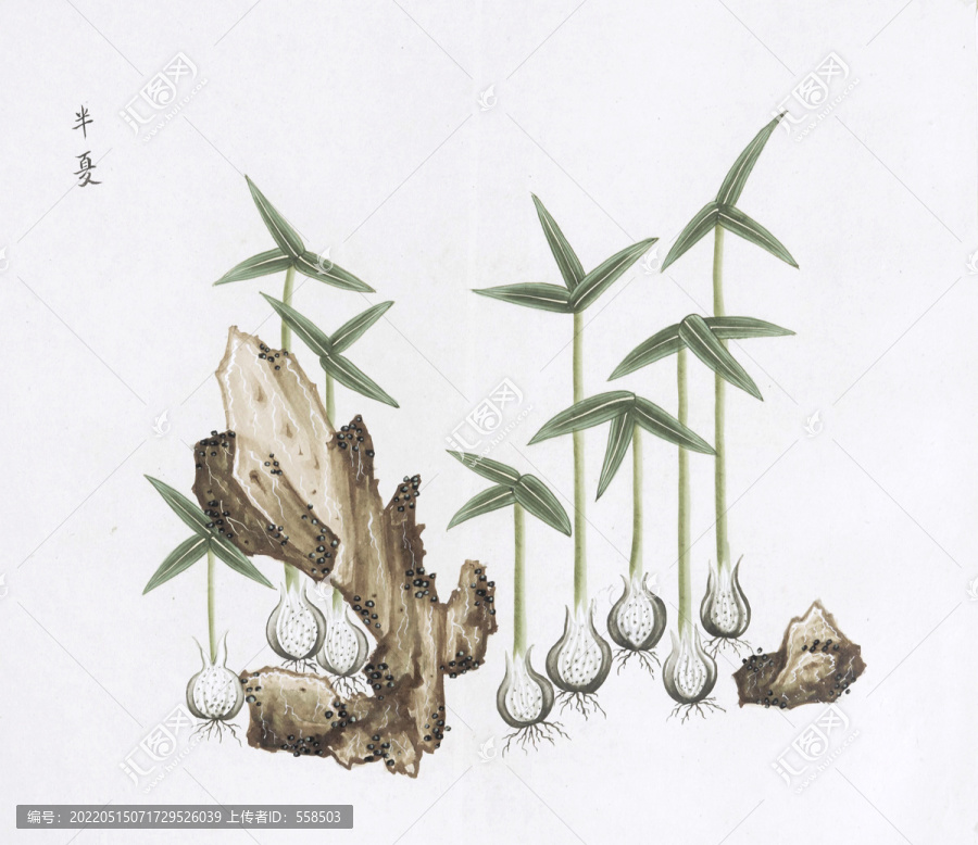 半夏中草藥國(guó)畫素材插畫國(guó)畫