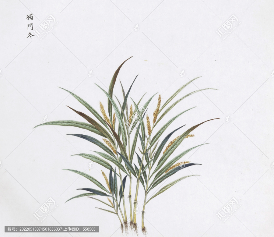 獨(dú)門(mén)冬中草藥國(guó)畫(huà)素材插畫(huà)國(guó)畫(huà)