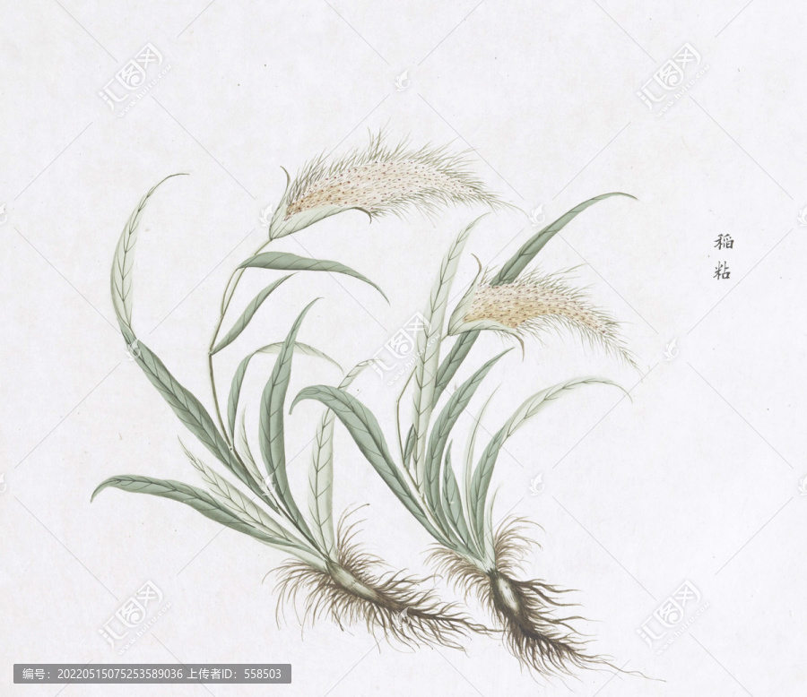 稻粘中草藥國畫素材插畫國畫