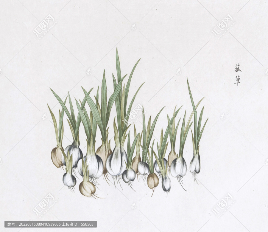 菰草中草藥國畫素材插畫國畫