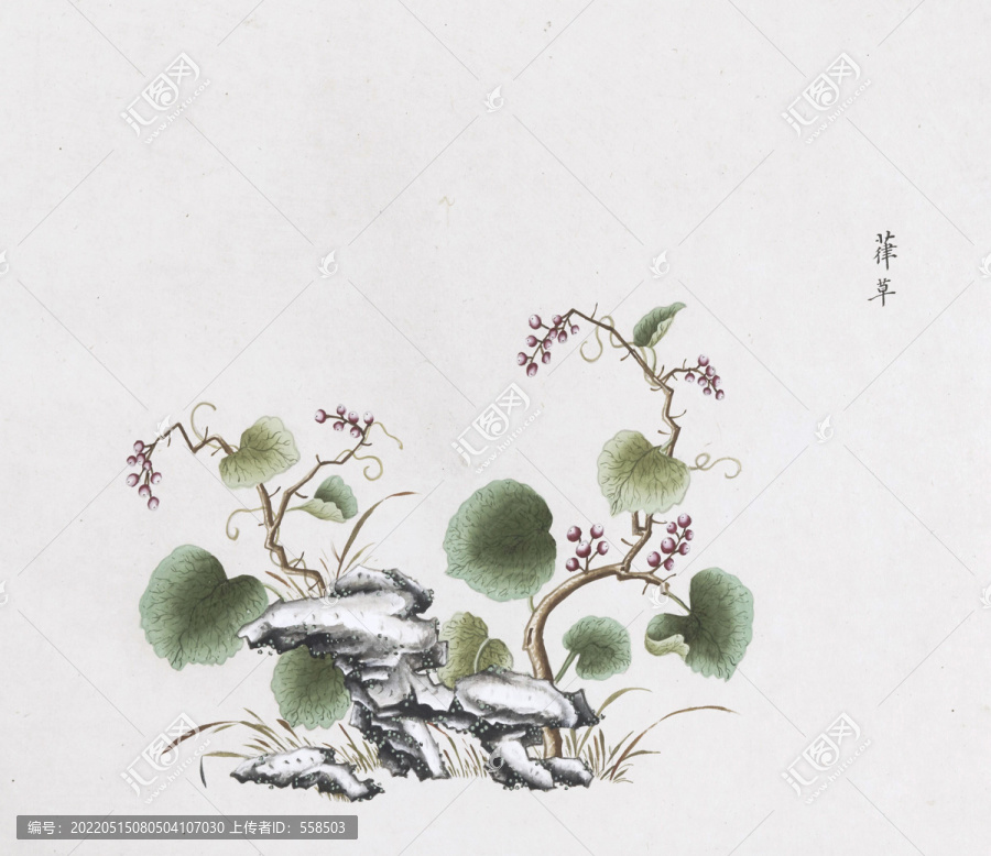 葎草中草藥國畫素材插畫國畫