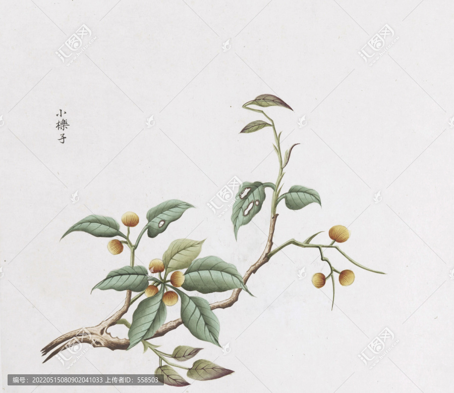 小櫟子中草藥國(guó)畫(huà)素材插畫(huà)國(guó)畫(huà)