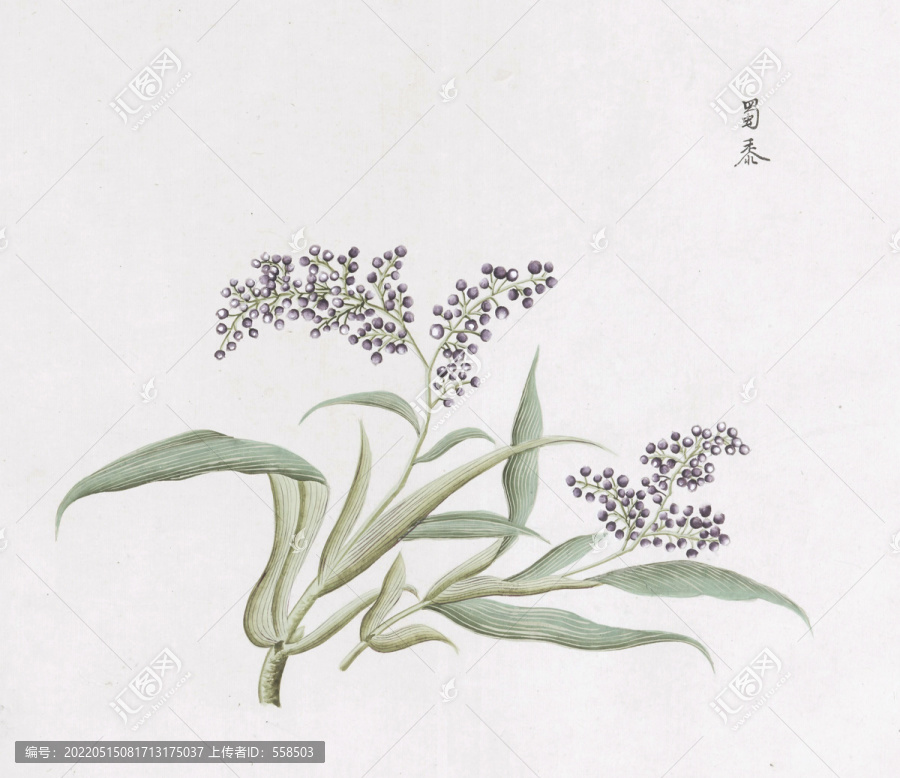 蜀黍中草藥國(guó)畫(huà)素材插畫(huà)國(guó)畫(huà)