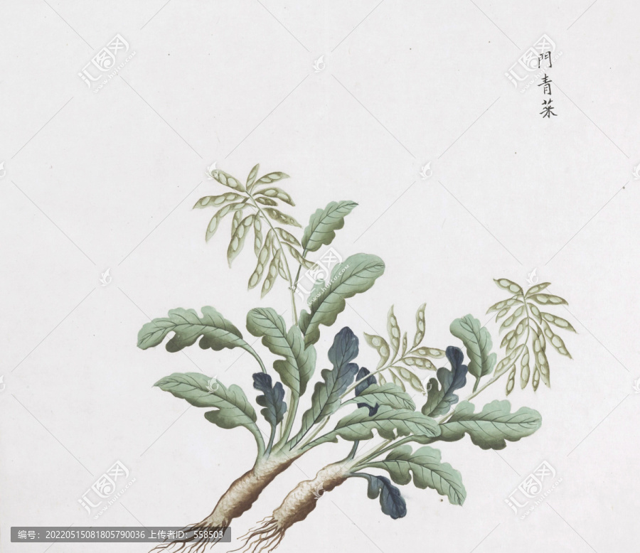 门青菜中草药国画素材插画国画