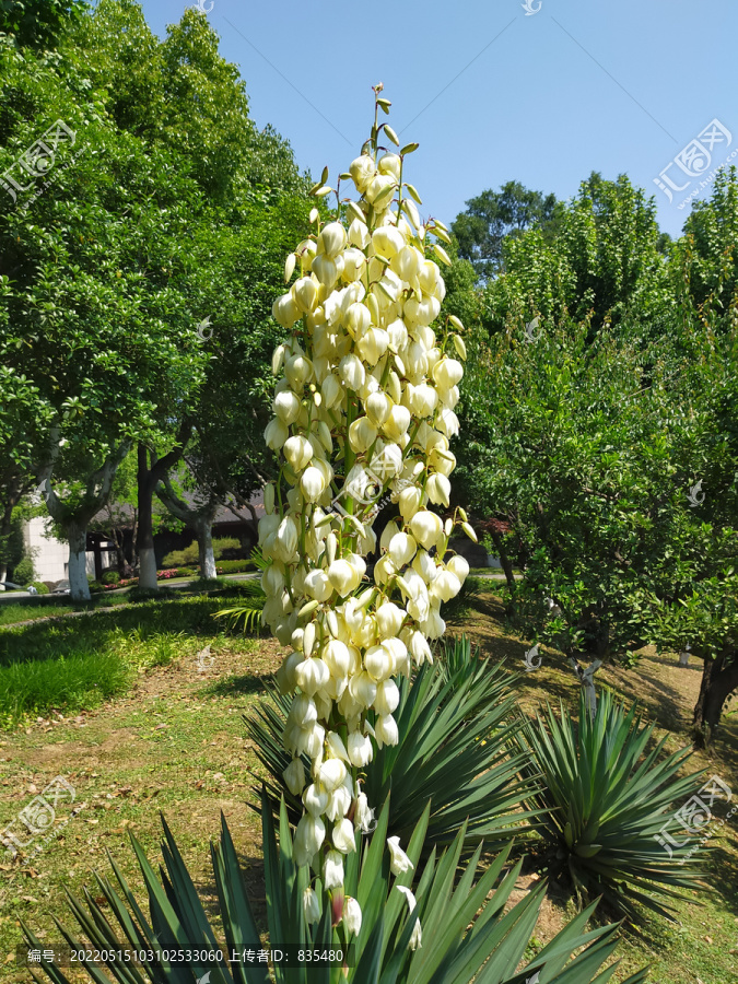 剑麻花